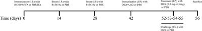 Mycobacterium tuberculosis–Specific Antigen Rv3619c Effectively Alleviates Allergic Asthma in Mice